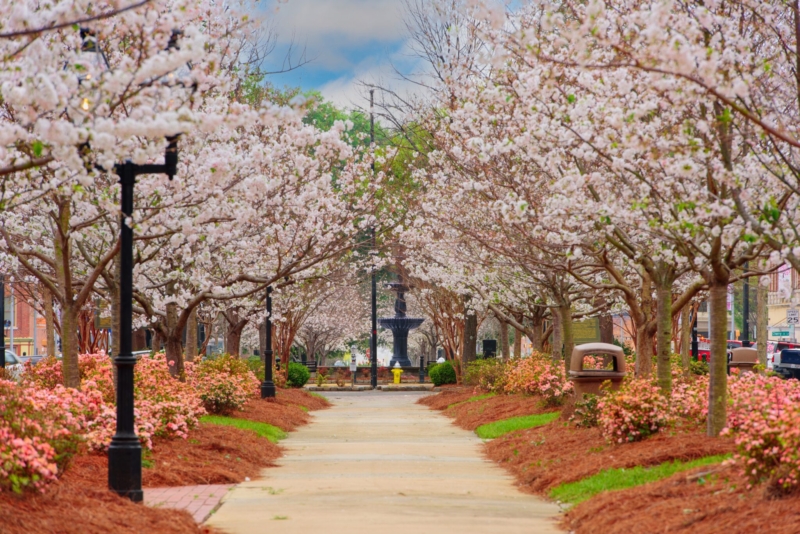 Macon’s Cherry Blossom Festival